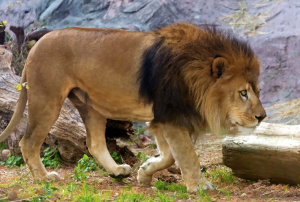 ライオンのたてがみは黒い方がテストステロンが多く分泌されている